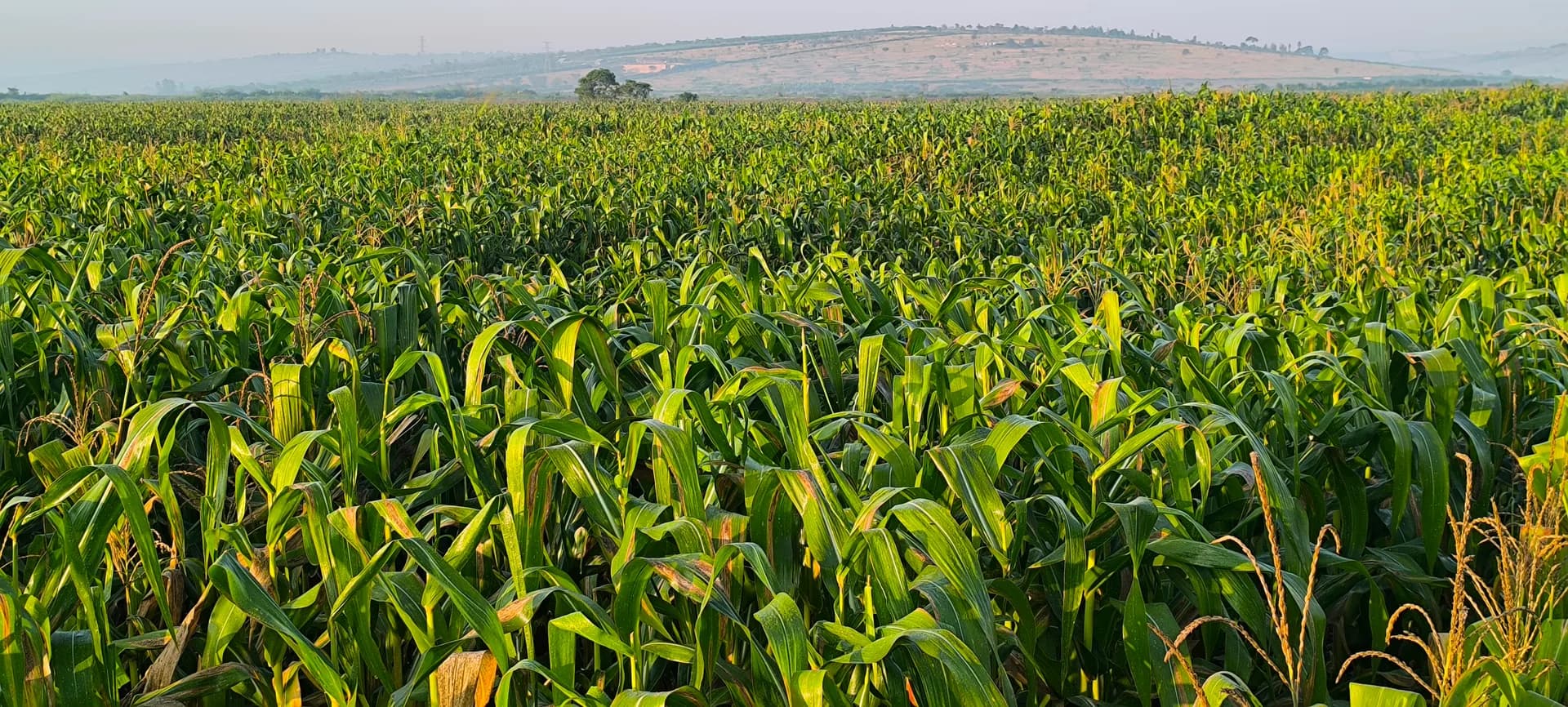 Rows of maize growing in the field