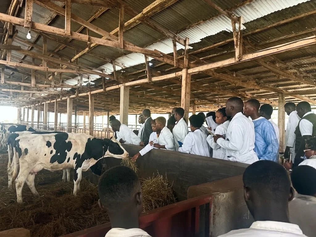 Students observing dairy cattle during a farm training session